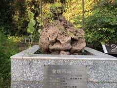 -广州神农草堂中医药博物馆