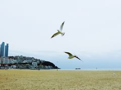 -海云台海滩