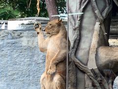 -清迈夜间动物园