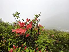 -大围山国家森林公园