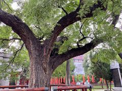 -洛阳周公庙博物馆