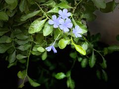 -Kekimatata 生日蛋糕·烘焙教学
