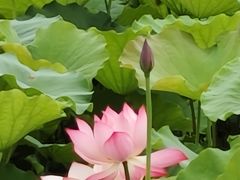 -桂湖森林公园