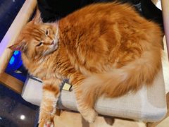 -藏猫猫咖啡主题馆(中央大道店)