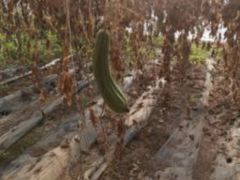 -万源龙顺度假庄园生态观光园