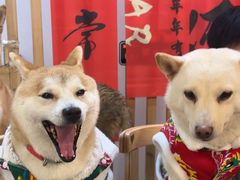 -柴迷FANS CLUB·柴犬狗咖·猫咖