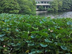 -荔湾湖公园