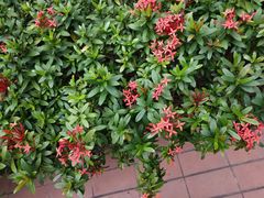 -香港大学