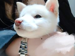 -逗柴咖啡屋·狗咖猫咖宠物桌游