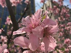 -金鸡湖桃花岛