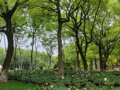 -上海鲜花港
