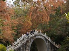 -深圳仙湖植物园