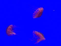 -上海海洋水族馆