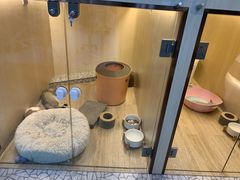-momokira米努特·德文卷毛猫·棉花面纱犬