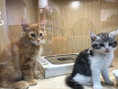 -屋虎猫馆(宝安大仟里店)