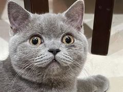 -翊宠yipet猫狗购宠庄园犬舍•猫舍