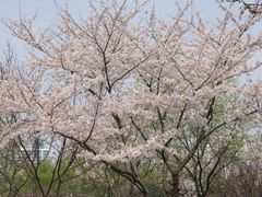 -西北湖绿化广场