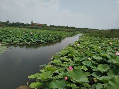 -荷塘月色湿地公园·向阳花洲