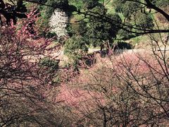 -新建村梅花