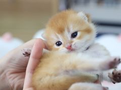 -lincat·猫舍(广州店)