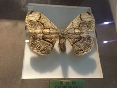 -上海昆虫博物馆