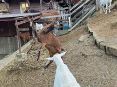 -神户市立六甲山牧场