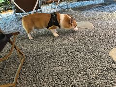 -J Create城市露营咖啡·简餐·宠物(上海动物园店)