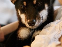 -柴犬高等学院·狗咖·柴犬售卖·宠物训练