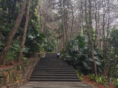 -铁山坪森林公园