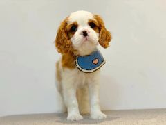 -萌宠之家·腊肠犬·马尔泰·小体犬舍