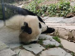 -都江堰中华大熊猫苑