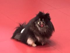 -和它·交个朋友·狗咖猫咖(爱琴海店)