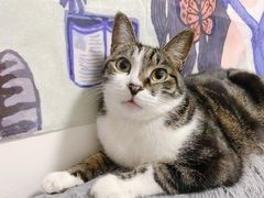 -FAELING PETS美天灵宠物(富力广场店)