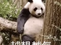 -九妹农家大铁锅东北菜(江湾店)