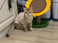 -猫十亿·布偶金渐层·曼基康矮脚猫舍(青年路店)