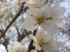 -桃花堤公园
