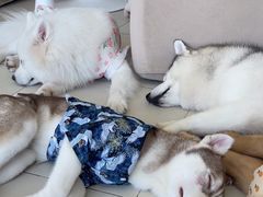 -怪兽屋·羊驼·猫咖·狗咖(俊华广场店)