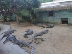 -泉州海丝野生动物世界