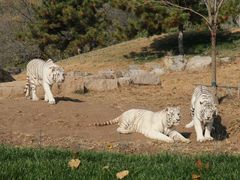 -北京野生动物园