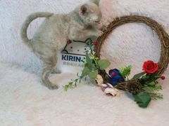 -十年猫舍·猫咪专门店(普陀店)