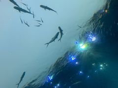 -海棠湾洲际-涛·海底餐厅·美人鱼·自助餐·海底隧道