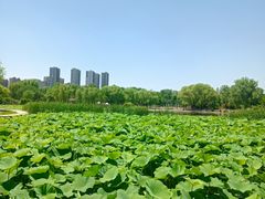-太阳宫公园