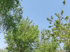 -群力丁香公园