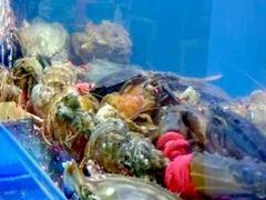 -老虎滩大连海鲜烧烤(建邺云锦路总店)