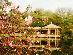 -西湖外事游船(花港观鱼码头)