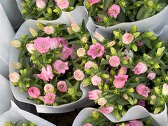 -龙大花卉苗木市场