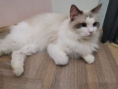 -酷豆宠物咖啡·宠物美食·撸猫馆