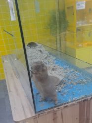 -神奇动物撸宠馆·羊驼·小浣熊·异宠(豫园店)