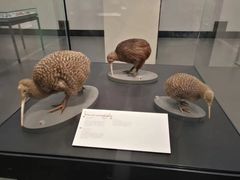 -奥克兰战争纪念博物馆