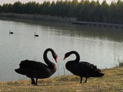 -盐城丹顶鹤湿地生态旅游区